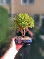 Chamaecyparis Thyoides - Hoogte (boom): 23 cm - Diepte