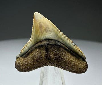 Carcharhinus leucas - Fossiele tand - 3.5 cm - 2 cm (Zonder