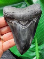 Megalodon - Fossiele tand - Otodus Megalodon - Jet - Black