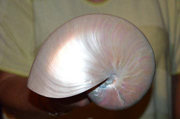Nautiloidea Zeeschelp - S-509 NAUTILUS POMPILIUS, Nieuw