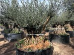 Olijfbomen met grillige stammen te koop!!!!!! (Olijfboom), Tuin en Terras, Ophalen of Verzenden, 100 tot 250 cm, Olijfboom, Zomer