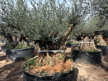 Olijfbomen met grillige stammen te koop!!!!!! (Olijfboom), Ophalen of Verzenden, 100 tot 250 cm, Olijfboom, Zomer