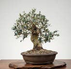 Bonsai van Olijfboom (Olea) - Hoogte (boom): 44 cm - Diepte