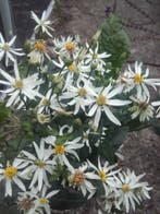 Aster divaricatus , witte sneeuw aster, Ophalen of Verzenden, Herfst, Vaste plant, Halfschaduw