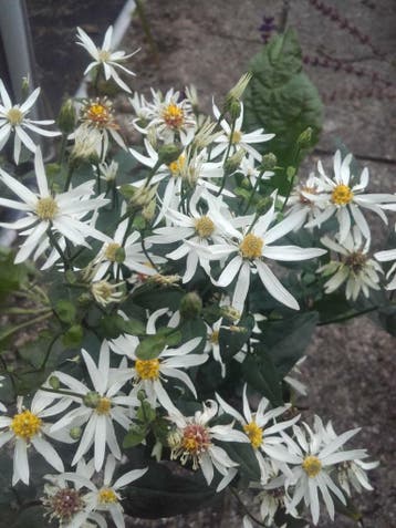 Aster divaricatus , witte sneeuw aster, Ophalen of Verzenden, Herfst, Vaste plant, Halfschaduw