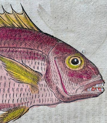 Conrad Gesner - Nomenclator aquatilium animantium - 1560