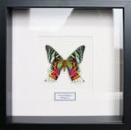 Vlinder Taxidermie volledige montage - Urania ripheus - 25