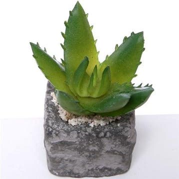 Succulent in Steeneffectpotje 7.5 cm per stuk, Ophalen of Verzenden, Nieuw