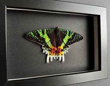 Vlinder Taxidermie volledige montage - Urania Ripheus - Rare