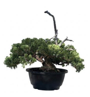 Jeneverbes bonsai (Juniperus) - Hoogte (boom): 27 cm -