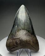 Megalodon - Fossiele tand - 14 cm - 9 cm