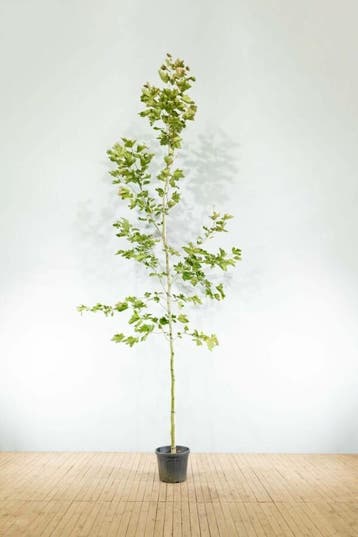 Platanus x hispanica hoogstam 8/10