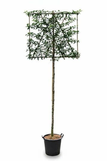 Prunus lusitanica Brenelia leiboom 10/12 180cm stam 150b x