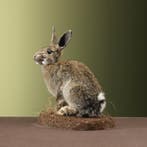 Konijn Taxidermie Opgezette Dieren By Max, Ophalen of Verzenden, Nieuw, Wild dier, Opgezet dier