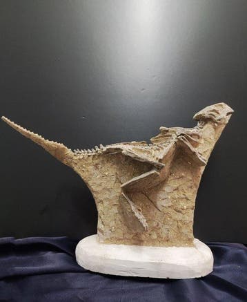 Fossiel bot - Psittacosaurus - 40 cm - 30 cm