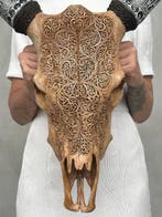 Geen reserveringsprijs - Uitgegraveerde bruine koeienschedel