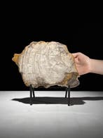 Indrukwekkende plak versteend hout op een op maat gemaakte