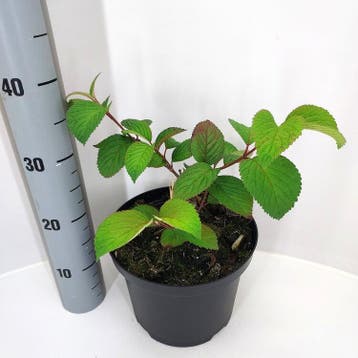 Viburnum plicatum Grandiflorum | Sneeuwbal | € 9,50, Ophalen, Struik