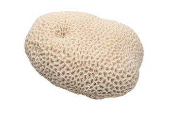 Grote echte hersenkoraal (ca. 2,9 kg) – maritiem, Nieuw