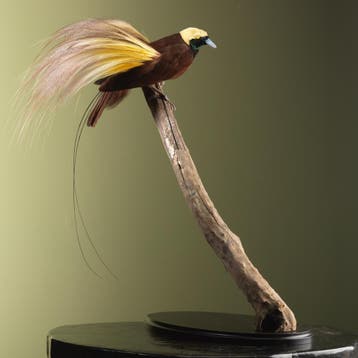 Grote Paradijsvogel Taxidermie Opgezette Dieren By Max, Ophalen of Verzenden, Nieuw, Vogel, Opgezet dier