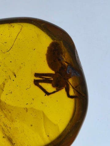 Birmese barnsteen - Barnsteen - Burmese amber with fossil