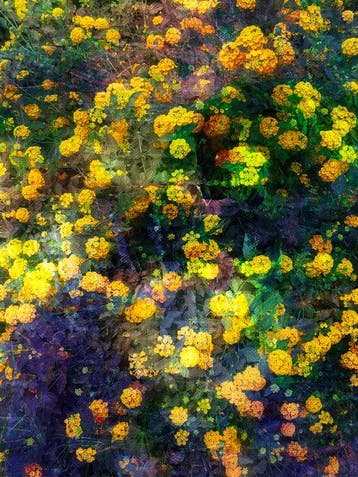 Viet Ha Tran - Portrait of yellow