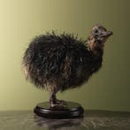 Struisvogel Kuiken Zwart Taxidermie Opgezette Dieren By Max, Ophalen of Verzenden, Nieuw, Vogel, Opgezet dier