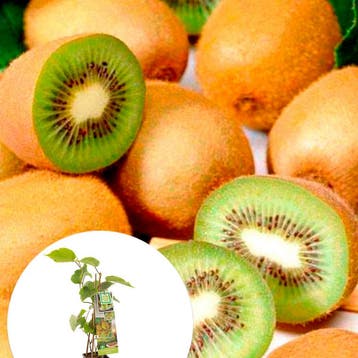 Kiwi Jenny container (P11) Wit, Verzenden