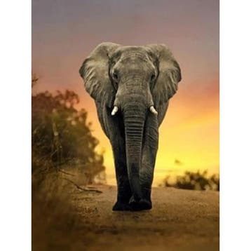 Evershine diamond painting voor volwassenen olifant TA2-3232, Ophalen of Verzenden, Nieuw