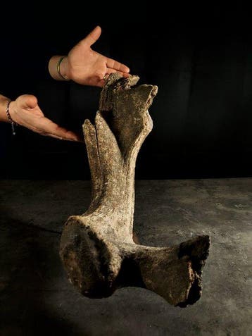Enorme uitgestorven hert - Fossiel fragment - megaloceros