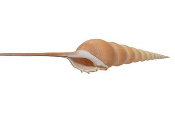 Exclusieve spindelschelp (Tibia fusus) – 27 cm, Nieuw