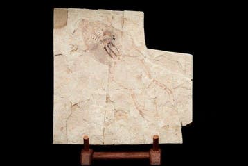 Fossiele matrix - Genibatrachus baoshanensis - 20 cm - 20 cm