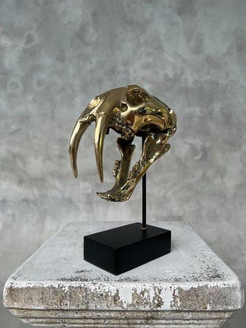 Sabeltandkat Schedel - Bronze - NO RESERVE PRICE - Smilodon