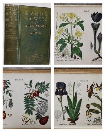 Anne Pratt - Wild Flowers of the Year (With 48 Coloured