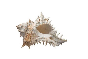 Murex tribulus - Caltrop Murex - Uitzonderlijk