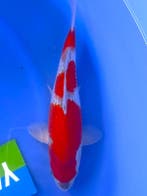 HQ Goshiki van Yamaju  34cm (Japanse Koi), Dieren en Toebehoren, Vissen | Vijvervissen, Karper of Koi