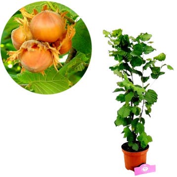 Corylus avellana Yamhill + Pot 17cm, Verzenden, Halfschaduw
