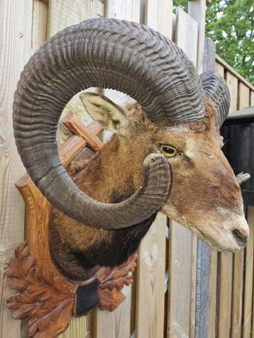 Mouflon Taxidermie volledige montage - Ovis Orientalis, Nieuw