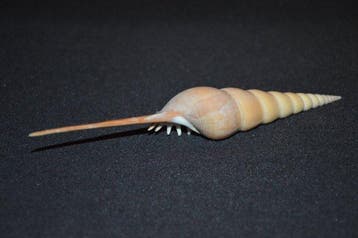 Zeeslak Zeeschelp - S-515 TIBIA FUSUS (Zonder minimumprijs)