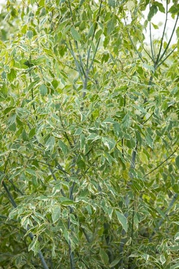 Acer negundo Variegatum hoogstam 10/12 cm