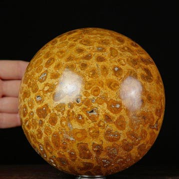 Fossiele koraalbolletjes - Gefossiliseerd hout - Sfera di