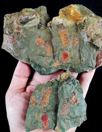 Primitieve stekelhuidigen - Eocrinoidea!!! - Gefossiliseerd