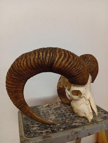Mouflon Schedel met gewei - Muflone - 50 cm - 50 cm - 50 cm