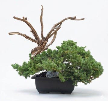 Jeneverbes bonsai (Juniperus) - Hoogte (boom): 28 cm -