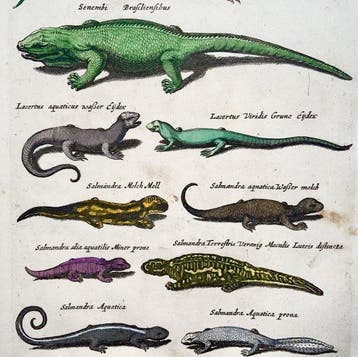 Matthäus Merian (1593-1650) - hand coloured folio, Reptiles:, Antiek en Kunst