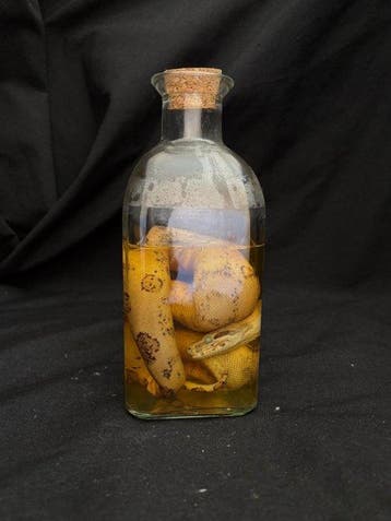 Slang Taxidermie volledige montage - Boa constrictor - 25 cm