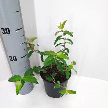 Hypericum Hidcote | Hertshooi | € 1,50, Ophalen, Struik