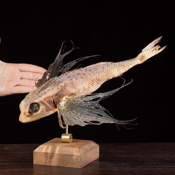 Curiositeitenkabinet – Wunderkammer-stijl