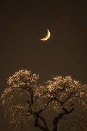 Jorge Omeñaca - The tree sleeping