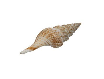 WERELDRECORDGROOTTE?  Deceptigemmula deshayesii (Gemmula), Nieuw